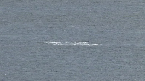 Whales blowing and splashing near Maui Hawaii ocean HD Stock Footage