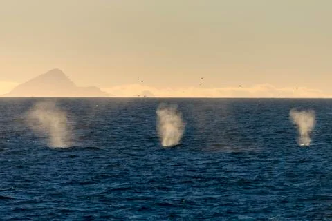 Whales breathing Stock Photos