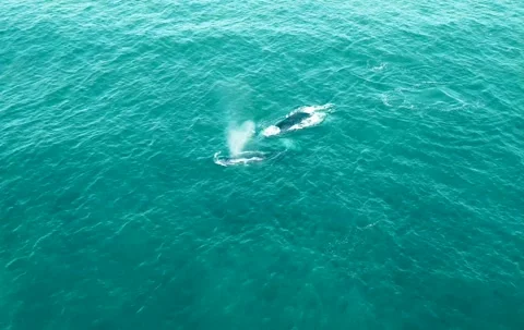 Whales in Byron Bay Australia Stock Footage 202003186