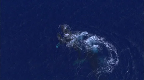 Whales Calf Ocean Stock Footage 37305653