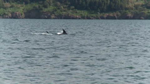 Whales 스톡 동영상 1107530