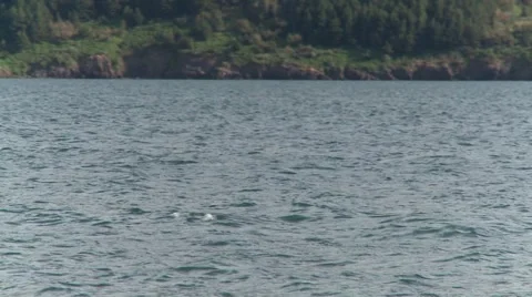 Whales 스톡 동영상 1107532