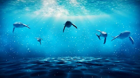 Whales Stock Footage 103572594
