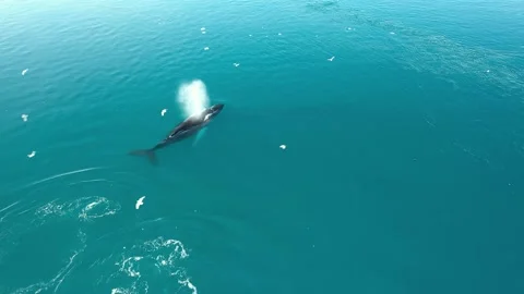 Whales Stockbeeldmateriaal 143427167