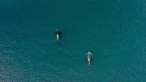 Whales Stock Footage 154629416