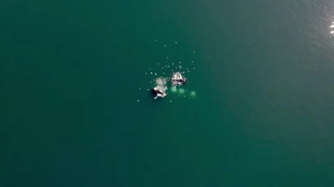 Whales Stock Footage 293344089