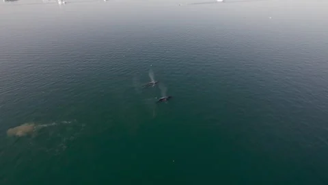 Whales Stock Footage 293344569