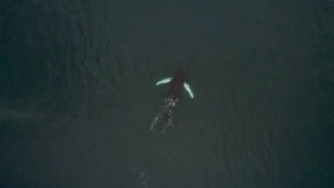 Whales Stock Footage 294077467