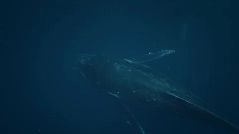 Whales hovering in deep water, shot during freedive Video stock 99660112