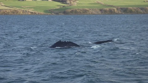 Whales in Iceland Stock Footage 85861622