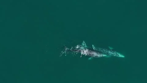 Whales mating in the ocean. Top view of two gray whales mating Vídeo Stock 280930189