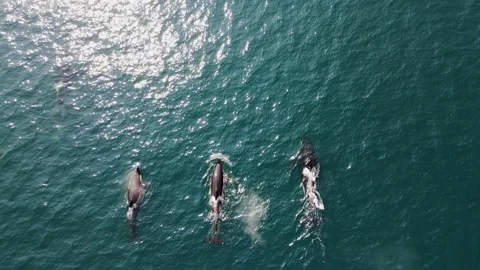 Whales in the middle of the ocean Stock Footage 167833317