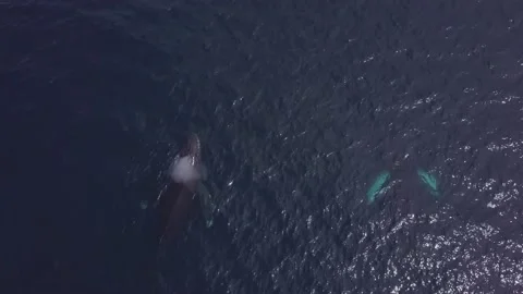 Whales in ocean. Video stock 229533698
