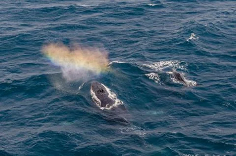 Whales 库存照片