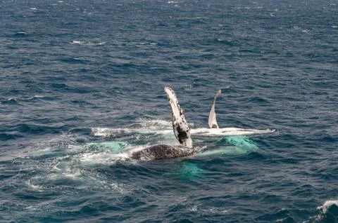 Whales Stock Photos