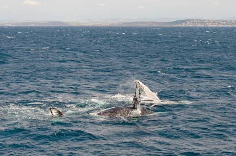 Whales Stock Photos