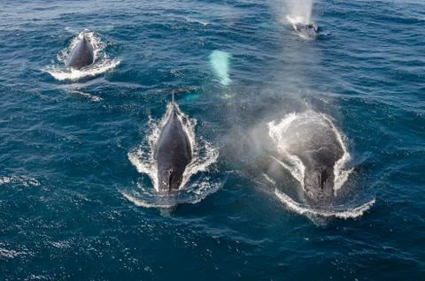 Whales Stock Photos