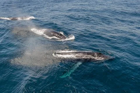 Whales Stock Photos