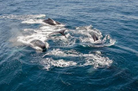 Whales Stock Photos