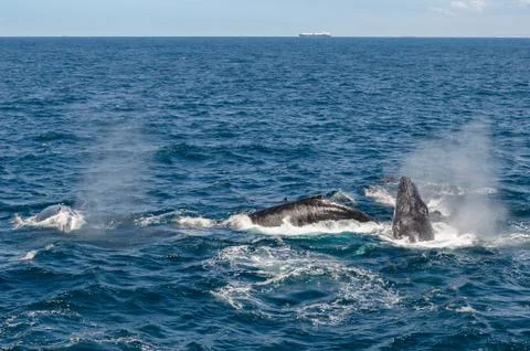 Whales Stock Photos