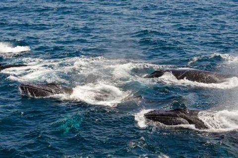 Whales Stock Photos