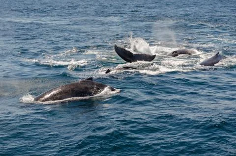 Whales Stock Photos