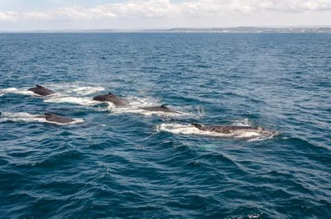Whales Stock Photos