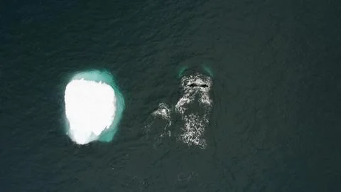Whales Stock Photos