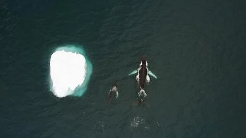Whales Stock Photos