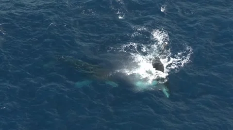 Whales playing Aerial Stock Footage 54603768