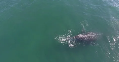 Whales playing around Stock Footage 81387138