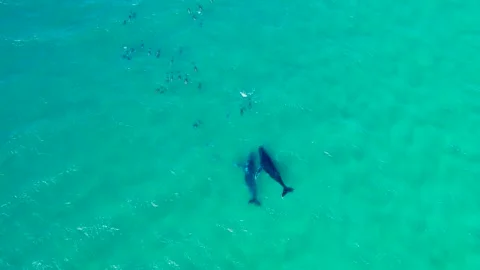 Whales Playing with Dolphins Video stock 248521441