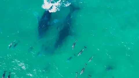 Whales Playing with Dolphins Video stock 248522584
