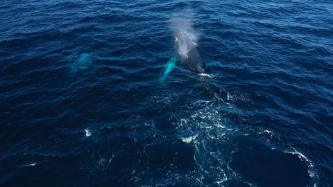 Whales in Punta Cana Stock Footage 124480821