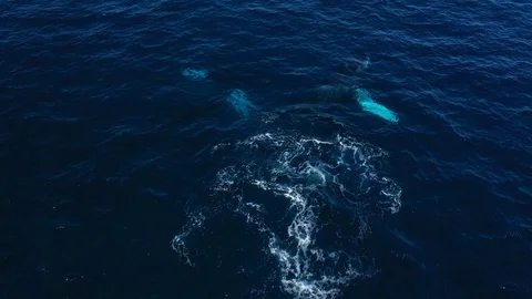 Whales in Punta Cana Stock-Footage 124481084