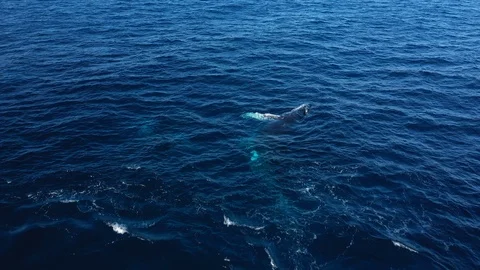 Whales in Punta Cana Stock Footage 124482276