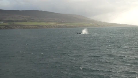 Whales seen playing while sailing in a fjord Stock Footage 85860498
