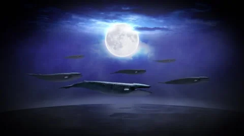 Whales in the Sky Stock Footage 43549884