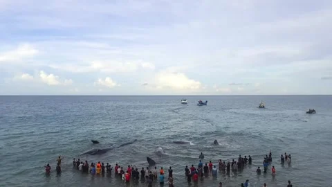 Whales, stranded, Die, Ocean, Lost, Nature, Live Stock Footage 247630686