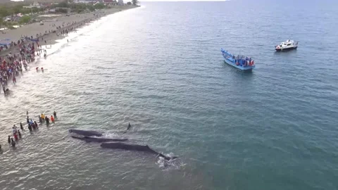 Whales, stranded, Die, Ocean, Lost, Nature, Live Stock Footage 247630722