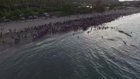 Whales, stranded, Die, Ocean, Lost, Nature, Live Stock Footage 247630833