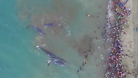 Whales, stranded, Die, Ocean, Lost, Nature, Live Stock Footage 247630834