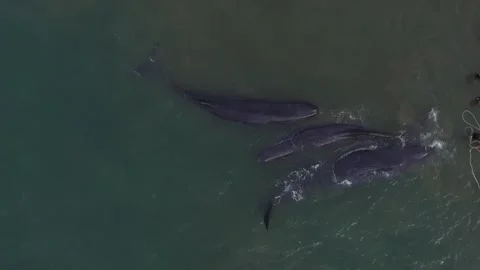 Whales, stranded, Die, Ocean, Lost, Nature, Live Stock Footage 247630902