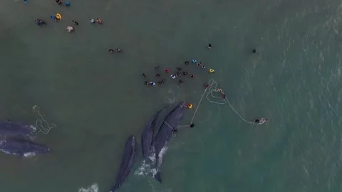 Whales, stranded, Die, Ocean, Lost, Nature, Live Stock Footage 247630905