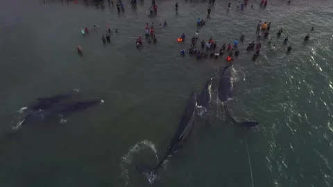 Whales, stranded, Die, Ocean, Lost, Nature, Live Stock Footage 247630913