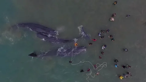 Whales, stranded, Die, Ocean, Lost, Nature, Live Stock Footage 247630924