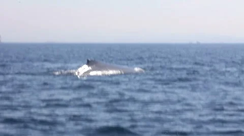 Whales1 1 Video stock 7753708