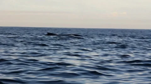 Whales2 1 Stock Footage 7753729