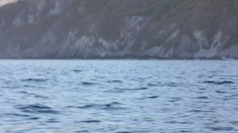 Whales4 1 Stock Footage 7753755