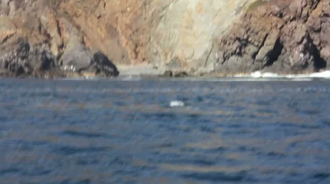 Whales5 1 Video stock 7753763